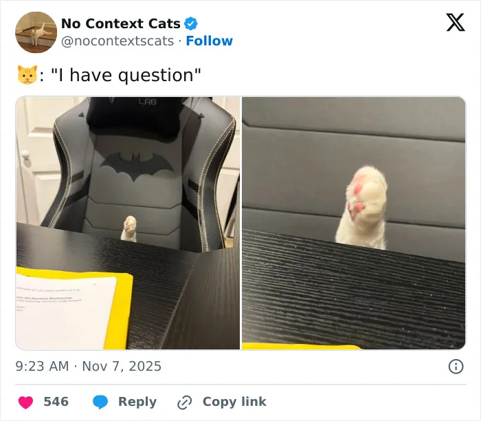 50 “No Context Cats” Photos That Are Pure Chaos And Perfection