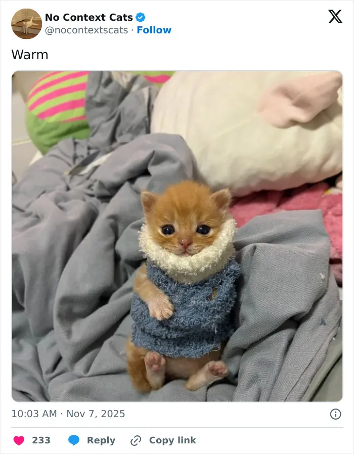 50 “No Context Cats” Photos That Are Pure Chaos And Perfection