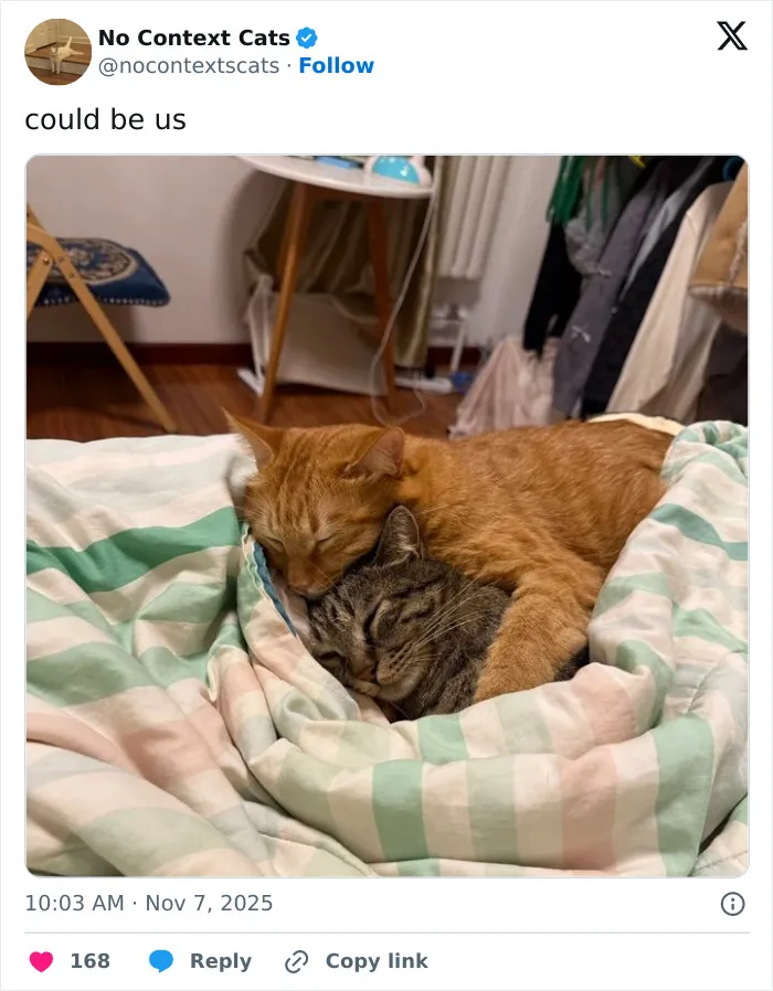 50 “No Context Cats” Photos That Are Pure Chaos And Perfection