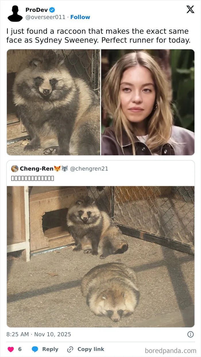 An Unbothered Raccoon 