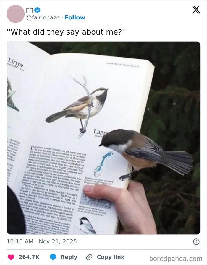 50 Of The Most Hilarious Tweets Amateur Comedians Graced Us With This November