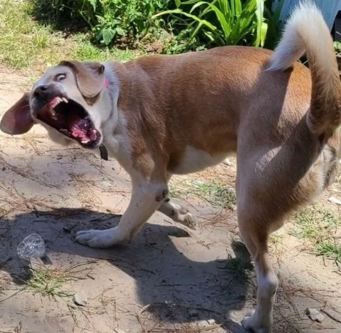 Awkward photo of a dog outdoors with a funny facial expression, captured in a playful moment by pet owners.