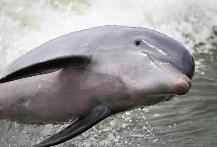 Bottlenose Dolphin