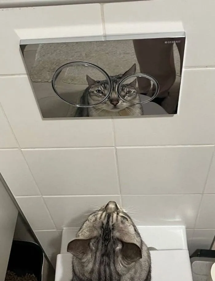 45 Times Animals Were Both Wholesome And Ridiculously Funny, Shared In This Facebook Group (New Pics)
