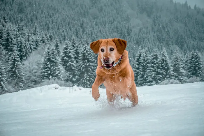 29 Borderline Crazy Things People Were Down To Do For Their Dogs