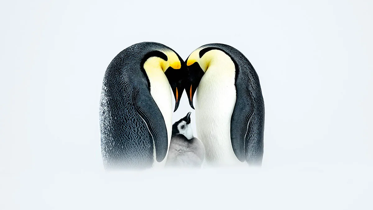 Nature’s Best Photography 2025: 50 Breathtaking Finalist Shots