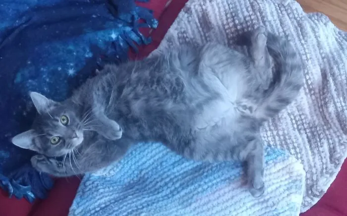 Neville Poses For Risqué Photos To Support His Catnip Habit