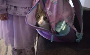 Hey Pandas, Post The Funniest Picture Of Your Cats (Closed)