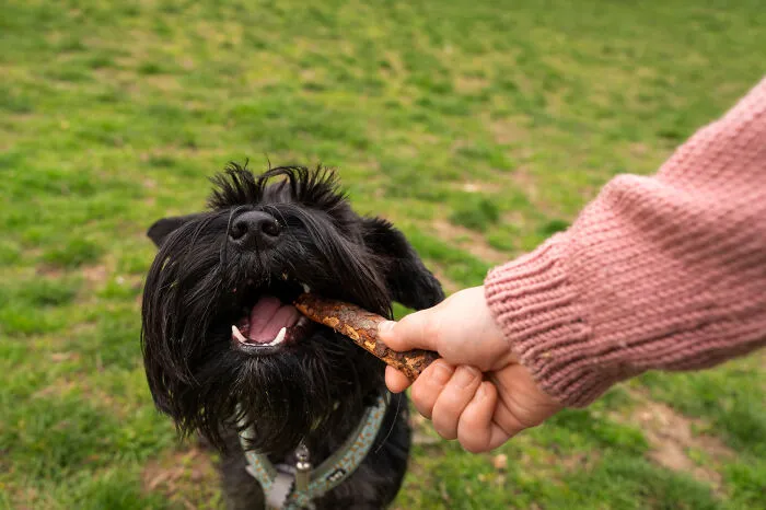 29 Borderline Crazy Things People Were Down To Do For Their Dogs