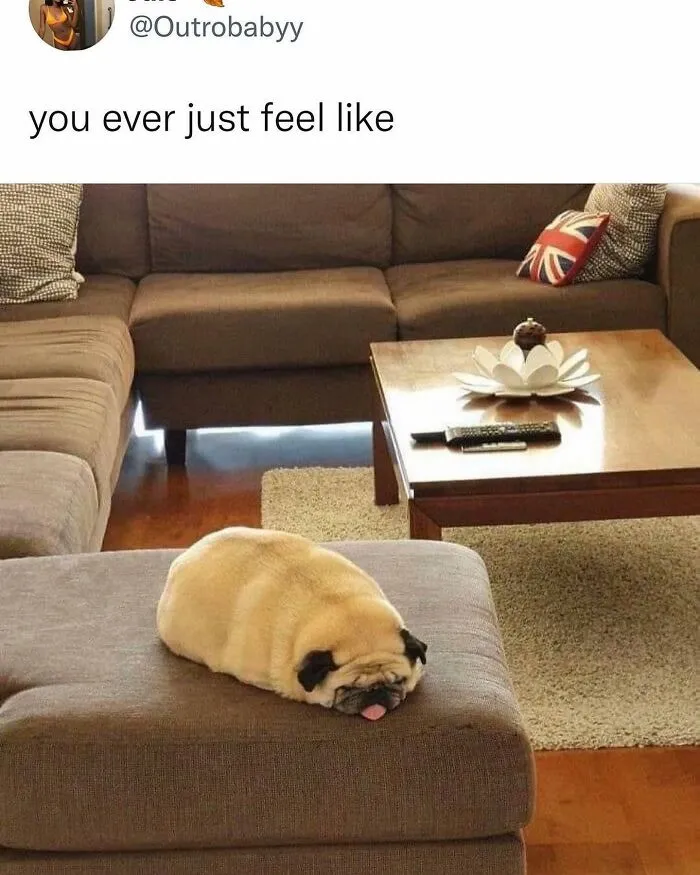 Sleeping pug on a couch with tongue out, a cute animal meme bringing positivity and humor to your day.