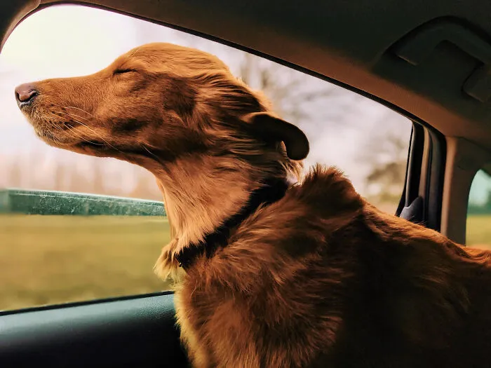 29 Borderline Crazy Things People Were Down To Do For Their Dogs