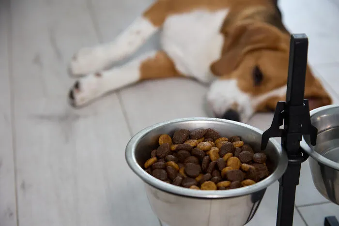 29 Borderline Crazy Things People Were Down To Do For Their Dogs