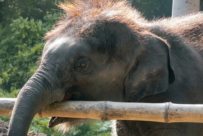 Asian Elephant