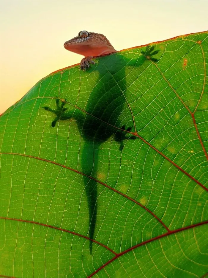 50 Stunning Macro Photos By Aditya Bhat Reveal The Extraordinary World Of Tiny Creatures