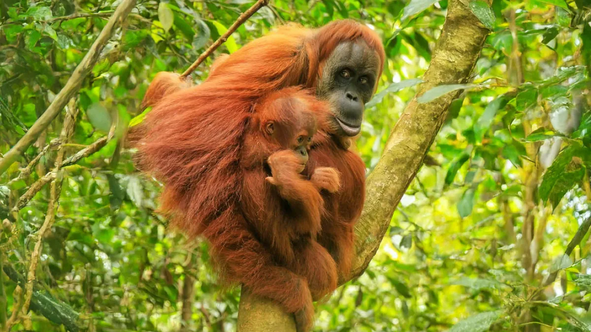 These Are Some Of The Smartest Animals Ever Studied, According To Science