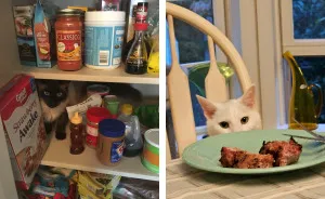 Hey Pandas, Post The Funniest Picture Of Your Cats (Closed)