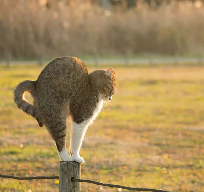 Estas 20 fotos de Masayuki Oki nos cuentan cómo es la vida de los gatos callejeros de Tokio