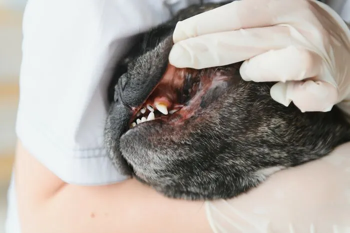 Veterinarian wearing gloves examining the teeth of a dog, highlighting care in unexpected internet rabbit holes experiences.