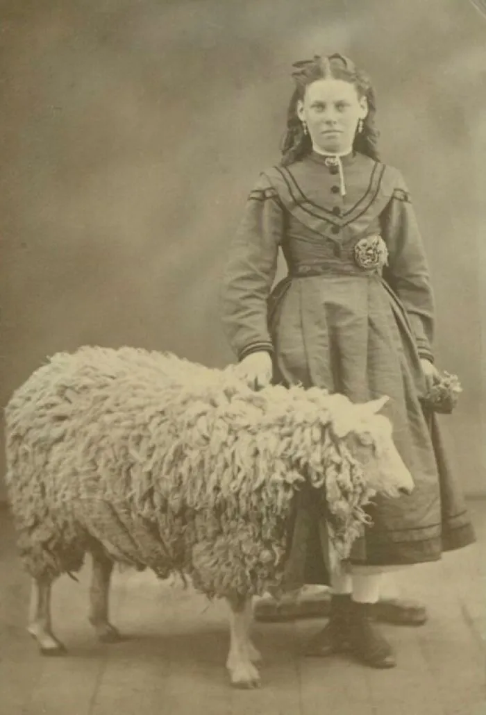 Victorian-Edwardian picture of a young woman in period dress standing beside a large woolly sheep indoors.
