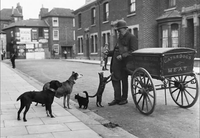 Cat And Dog Meat Seller London 1890s
