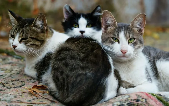 47 Pet Owners Share The Biggest Beef Their Animals Have Going On Right Now
