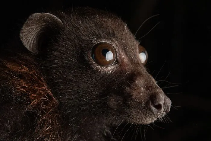 This Biologist Photographed 30 Different Bats To Show How Cute and Unique They Really Are