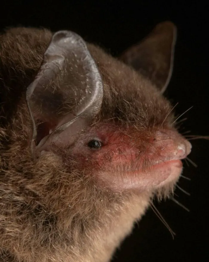 This Biologist Photographed 30 Different Bats To Show How Cute and Unique They Really Are