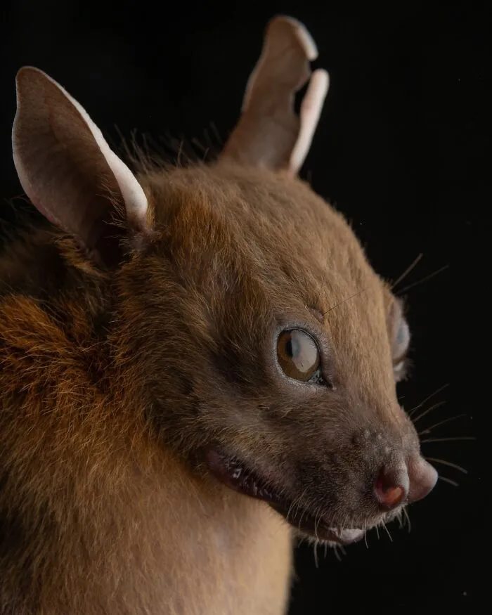This Biologist Photographed 30 Different Bats To Show How Cute and Unique They Really Are