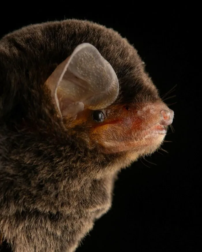 This Biologist Photographed 30 Different Bats To Show How Cute and Unique They Really Are