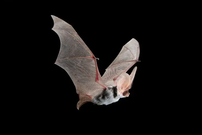 This Biologist Photographed 30 Different Bats To Show How Cute and Unique They Really Are