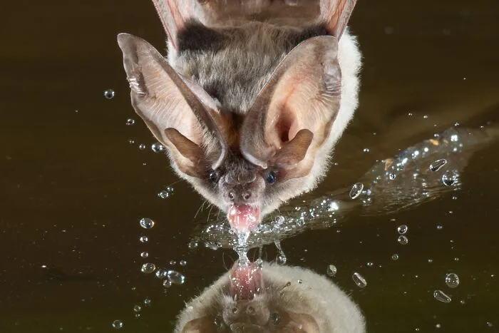 This Biologist Photographed 30 Different Bats To Show How Cute and Unique They Really Are