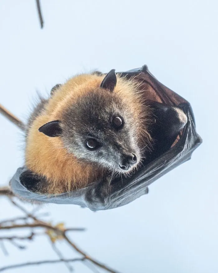This Biologist Photographed 30 Different Bats To Show How Cute and Unique They Really Are