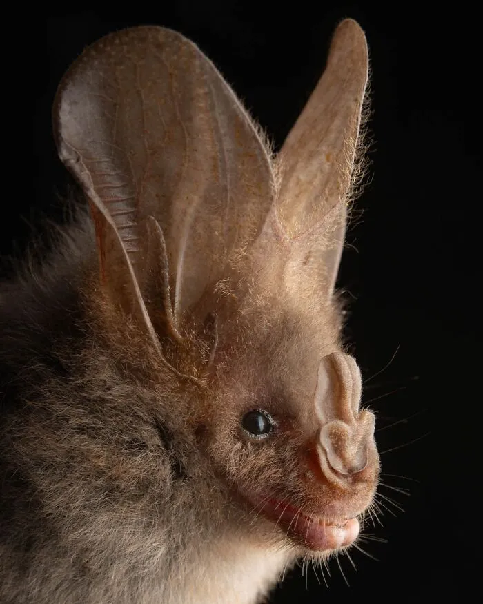 This Biologist Photographed 30 Different Bats To Show How Cute and Unique They Really Are