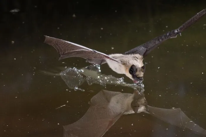 This Biologist Photographed 30 Different Bats To Show How Cute and Unique They Really Are