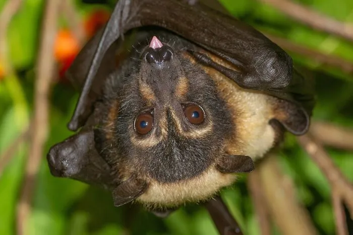 This Biologist Photographed 30 Different Bats To Show How Cute and Unique They Really Are