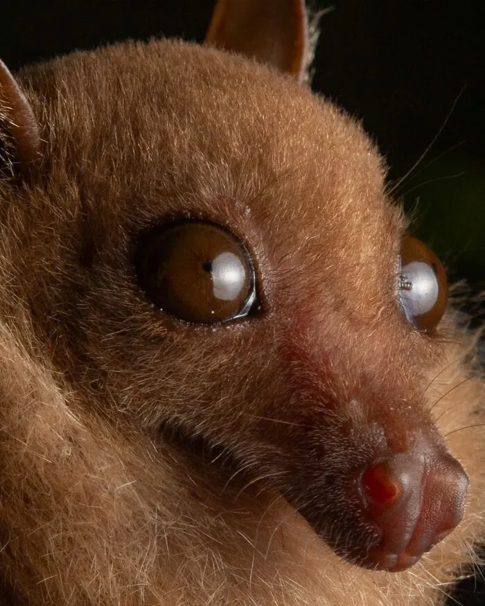 This Biologist Photographed 30 Different Bats To Show How Cute and Unique They Really Are