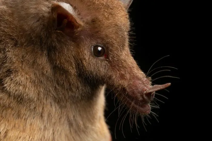 This Biologist Photographed 30 Different Bats To Show How Cute and Unique They Really Are
