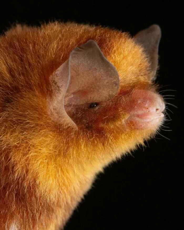 This Biologist Photographed 30 Different Bats To Show How Cute and Unique They Really Are