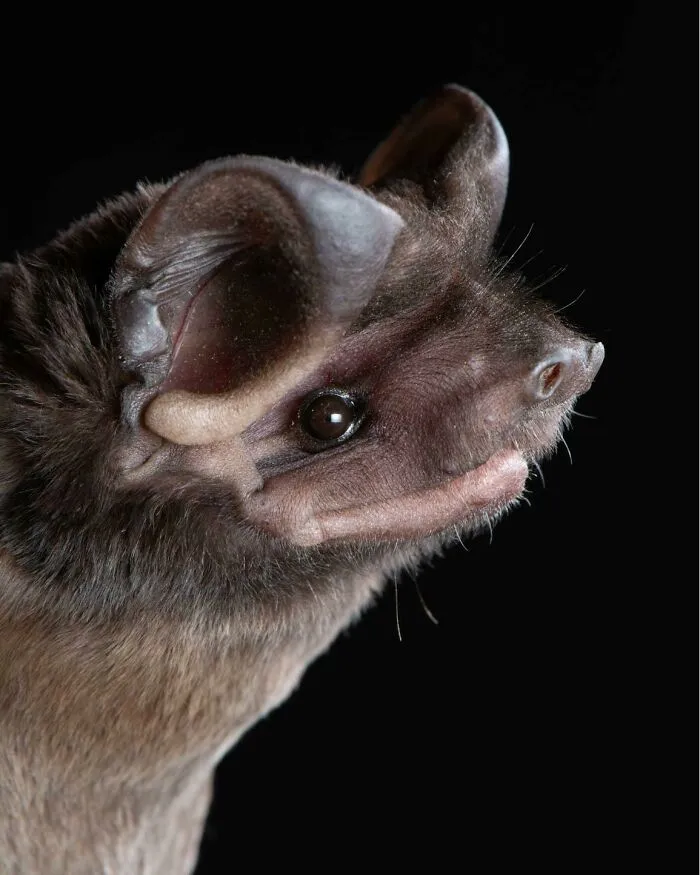 This Biologist Photographed 30 Different Bats To Show How Cute and Unique They Really Are