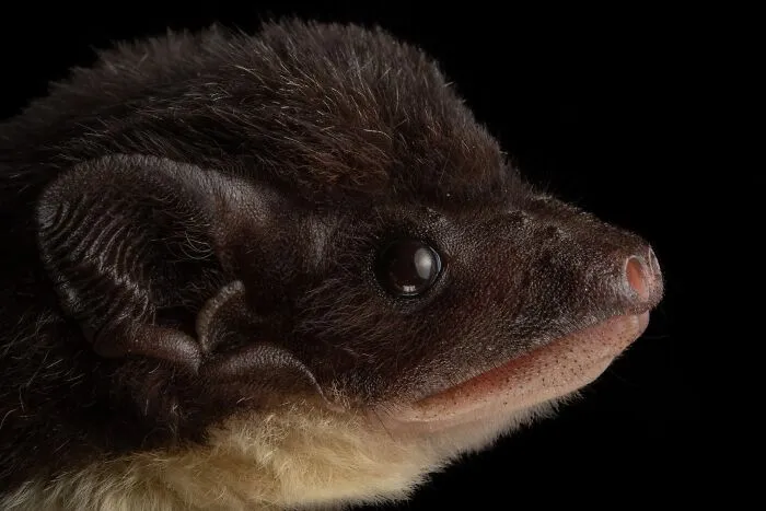 This Biologist Photographed 30 Different Bats To Show How Cute and Unique They Really Are