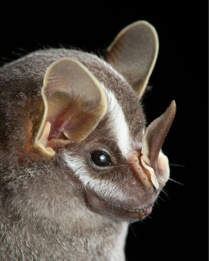 This Biologist Photographed 30 Different Bats To Show How Cute and Unique They Really Are