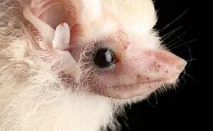 This Biologist Photographed 30 Different Bats To Show How Cute and Unique They Really Are