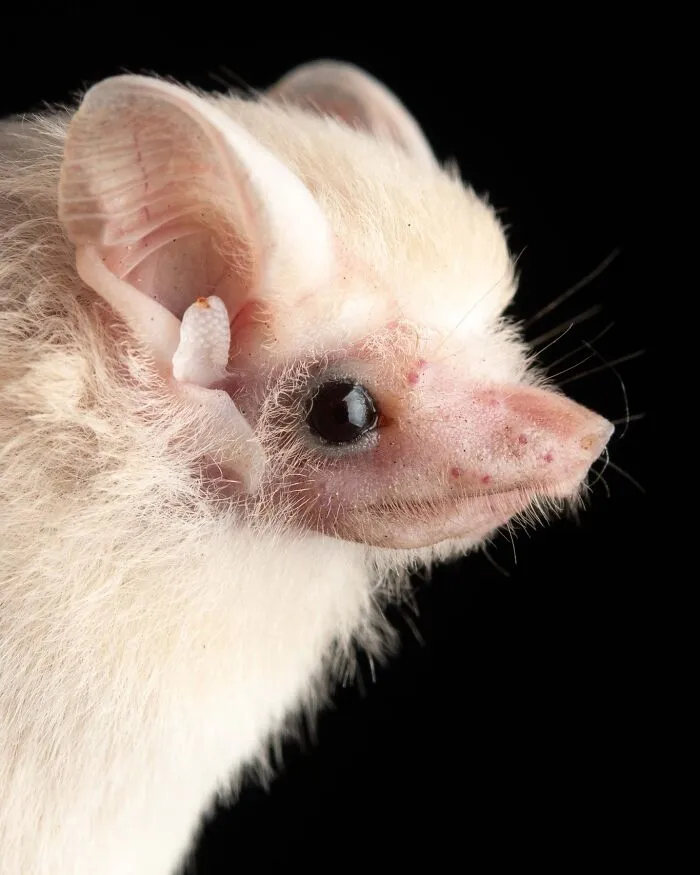 This Biologist Photographed 30 Different Bats To Show How Cute and Unique They Really Are