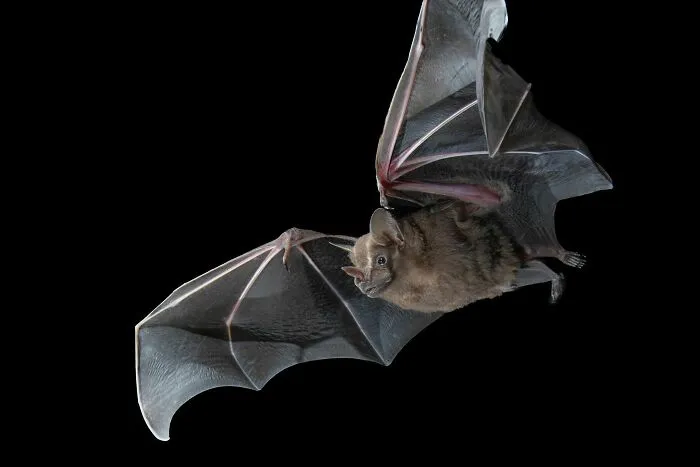This Biologist Photographed 30 Different Bats To Show How Cute and Unique They Really Are