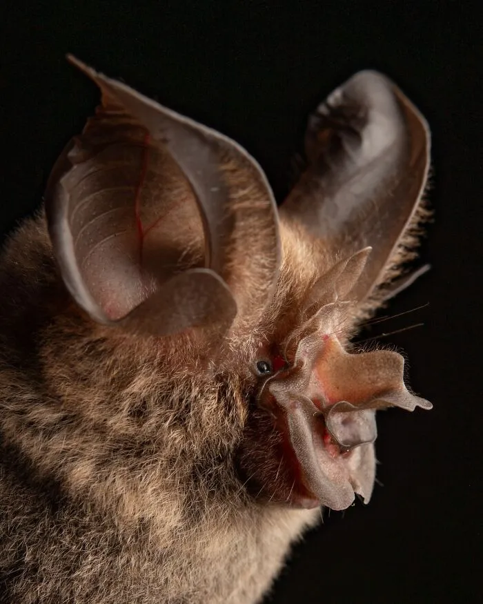 This Biologist Photographed 30 Different Bats To Show How Cute and Unique They Really Are
