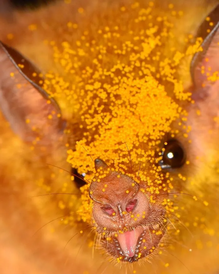 This Biologist Photographed 30 Different Bats To Show How Cute and Unique They Really Are