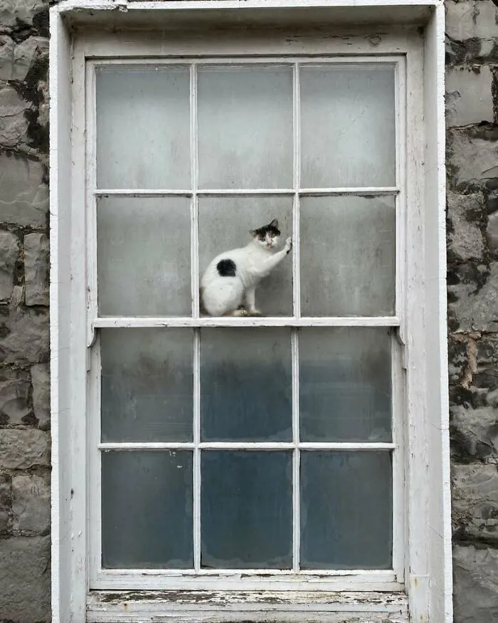 50 Times People Spotted Kitties Sitting At The Window And Just Had To Take A Pic (New Pics)