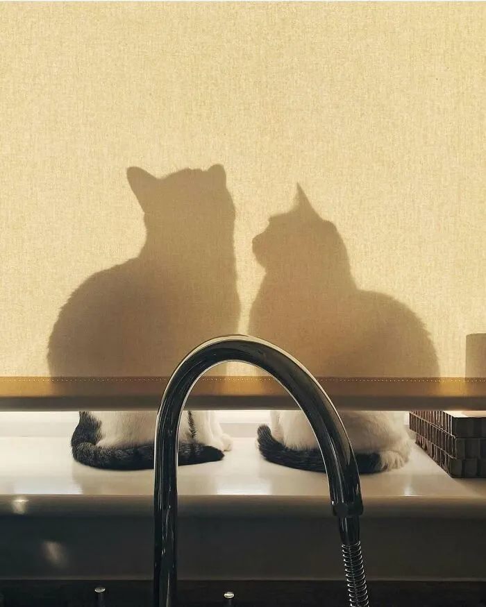 50 Times People Spotted Kitties Sitting At The Window And Just Had To Take A Pic (New Pics)