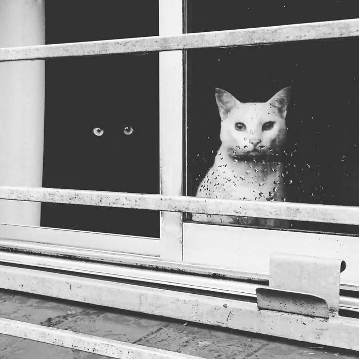 50 Times People Spotted Kitties Sitting At The Window And Just Had To Take A Pic (New Pics)