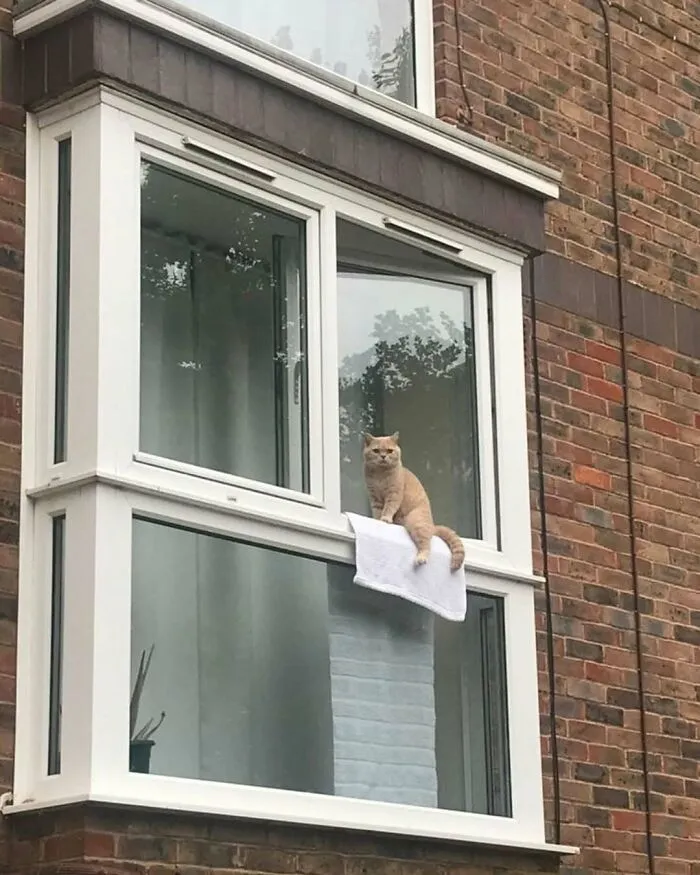 50 Times People Spotted Kitties Sitting At The Window And Just Had To Take A Pic (New Pics)